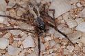 Phryganoporus_canididus_D3600_Z_85_Hamelin pool_Australie